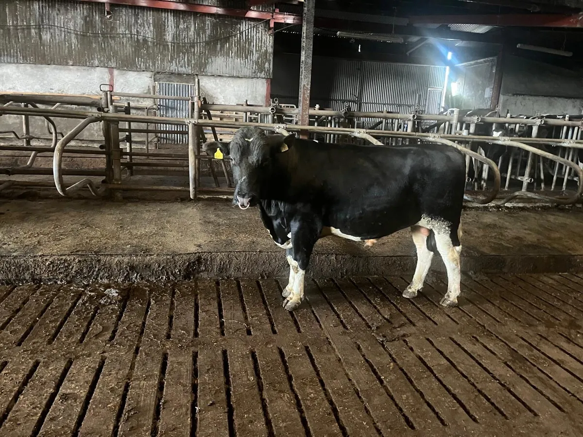 2 year old British Friesian Bulls for sale - Image 2