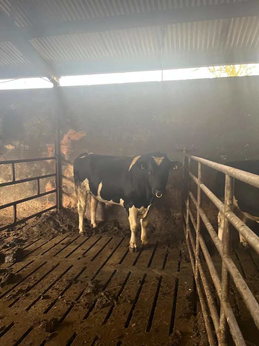 2 year old British Friesian Bulls for sale - Image 3