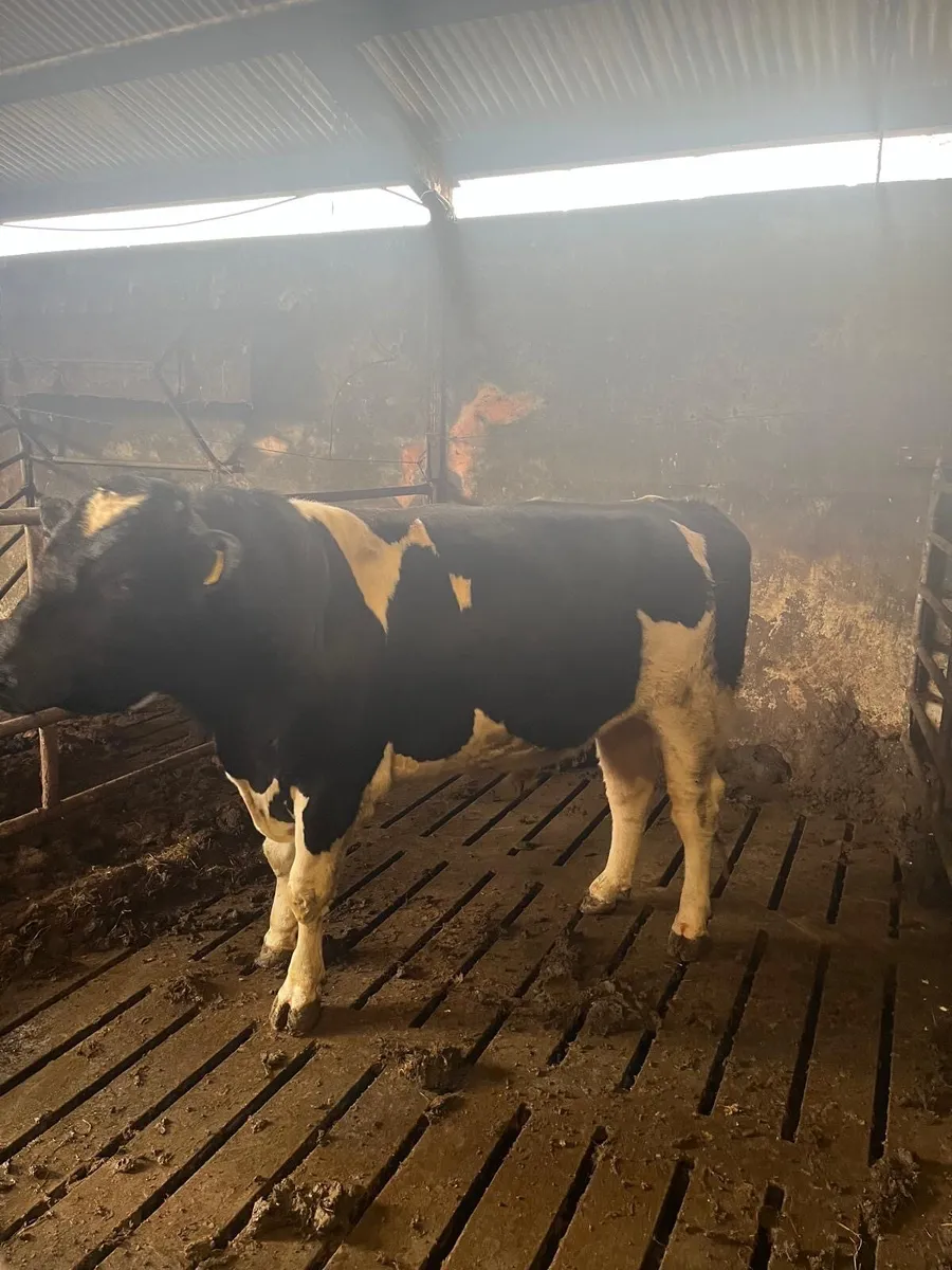 2 year old British Friesian Bulls for sale - Image 4