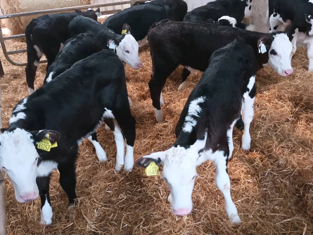10 HEREFORD HEIFER CALVES FOR SALE - Image 2