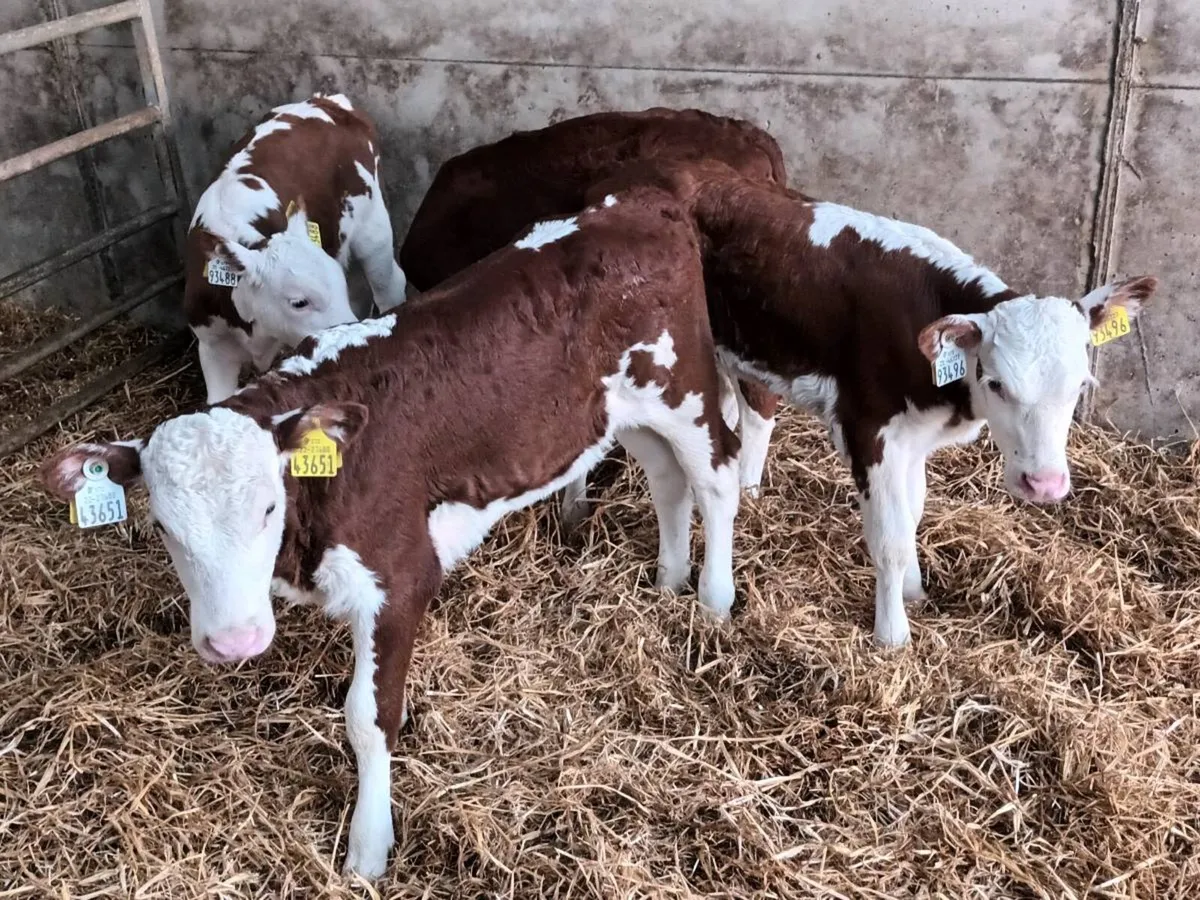 16 SUPER HEREFORD HEIFER CALVES FOR SALE - Image 1