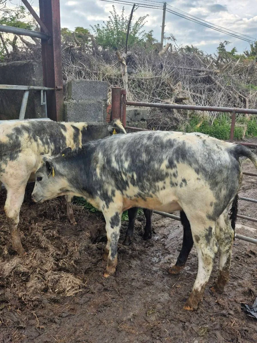 3 Lovely Quality BBX heifers for sale - Image 1