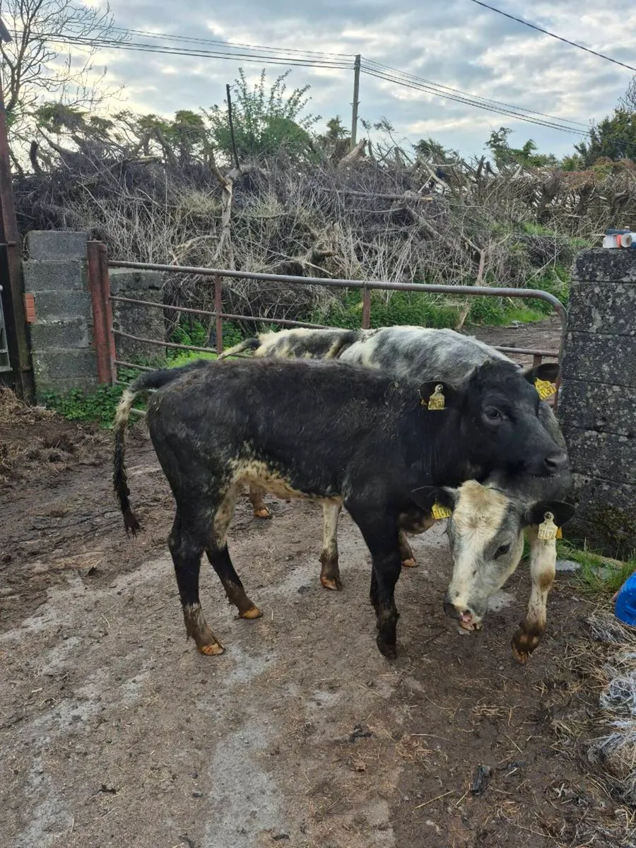 3 Lovely Quality BBX heifers for sale - Image 4