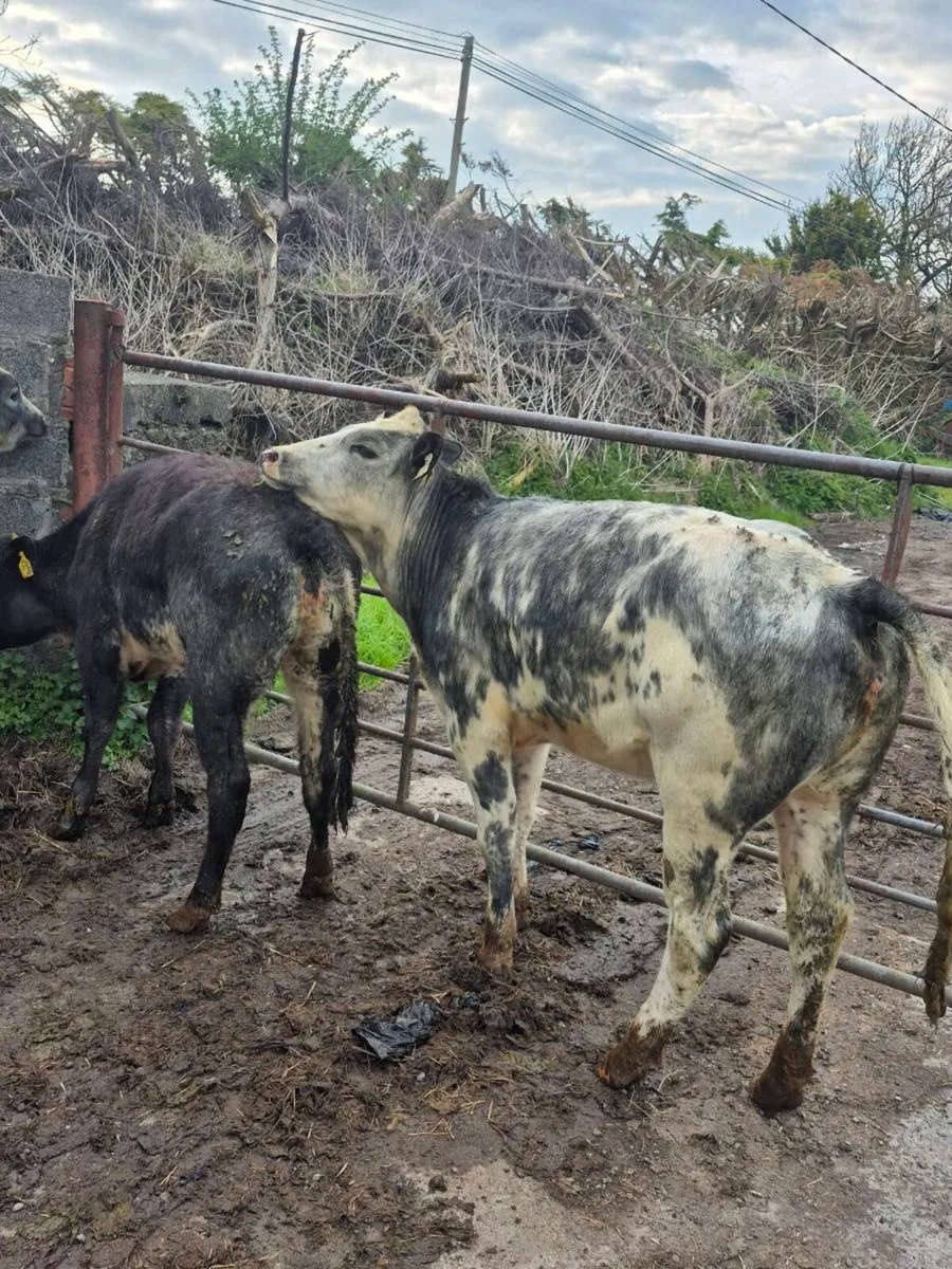 3 Lovely Quality BBX heifers for sale - Image 2