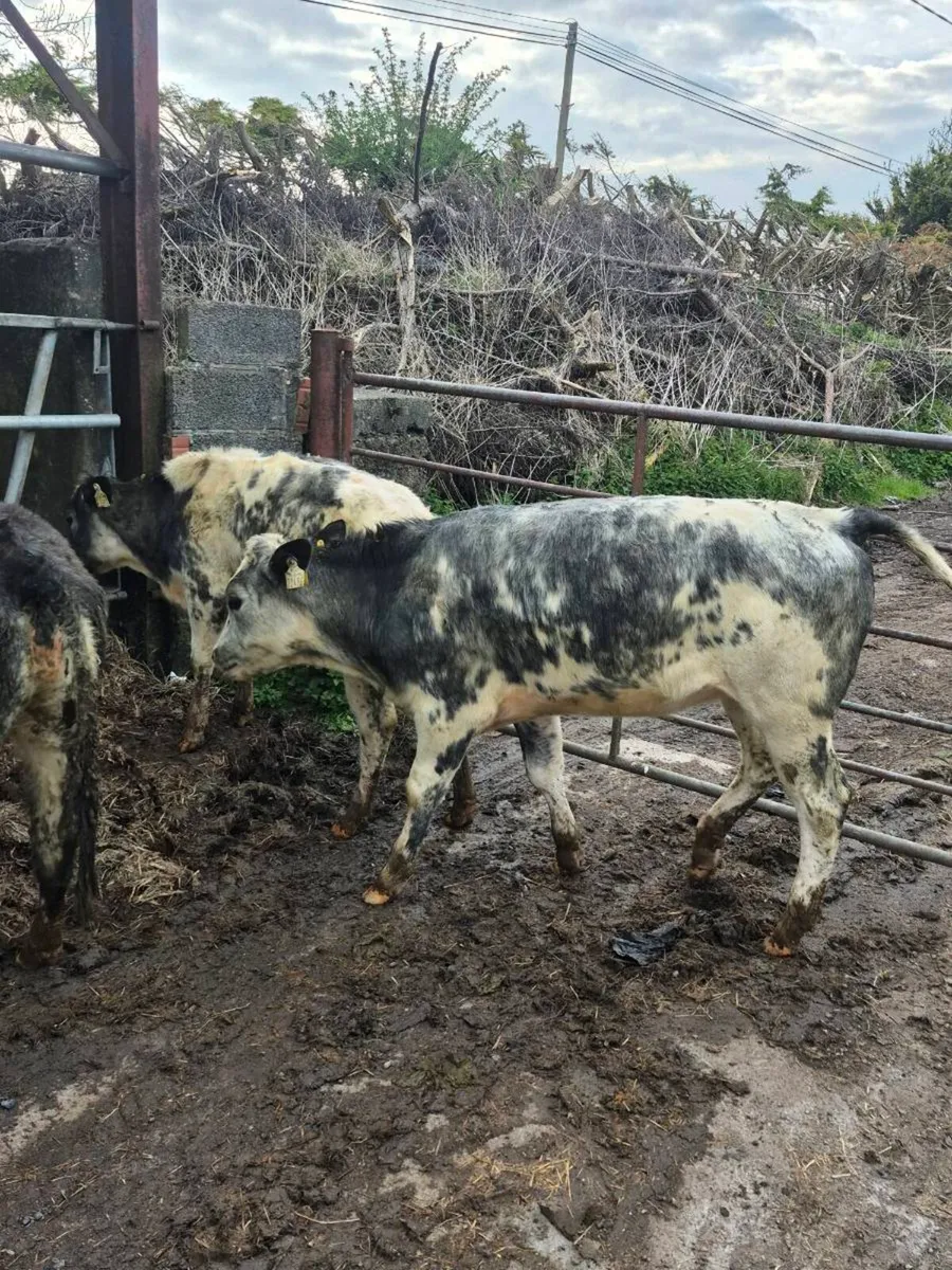 3 Lovely Quality BBX heifers for sale - Image 3