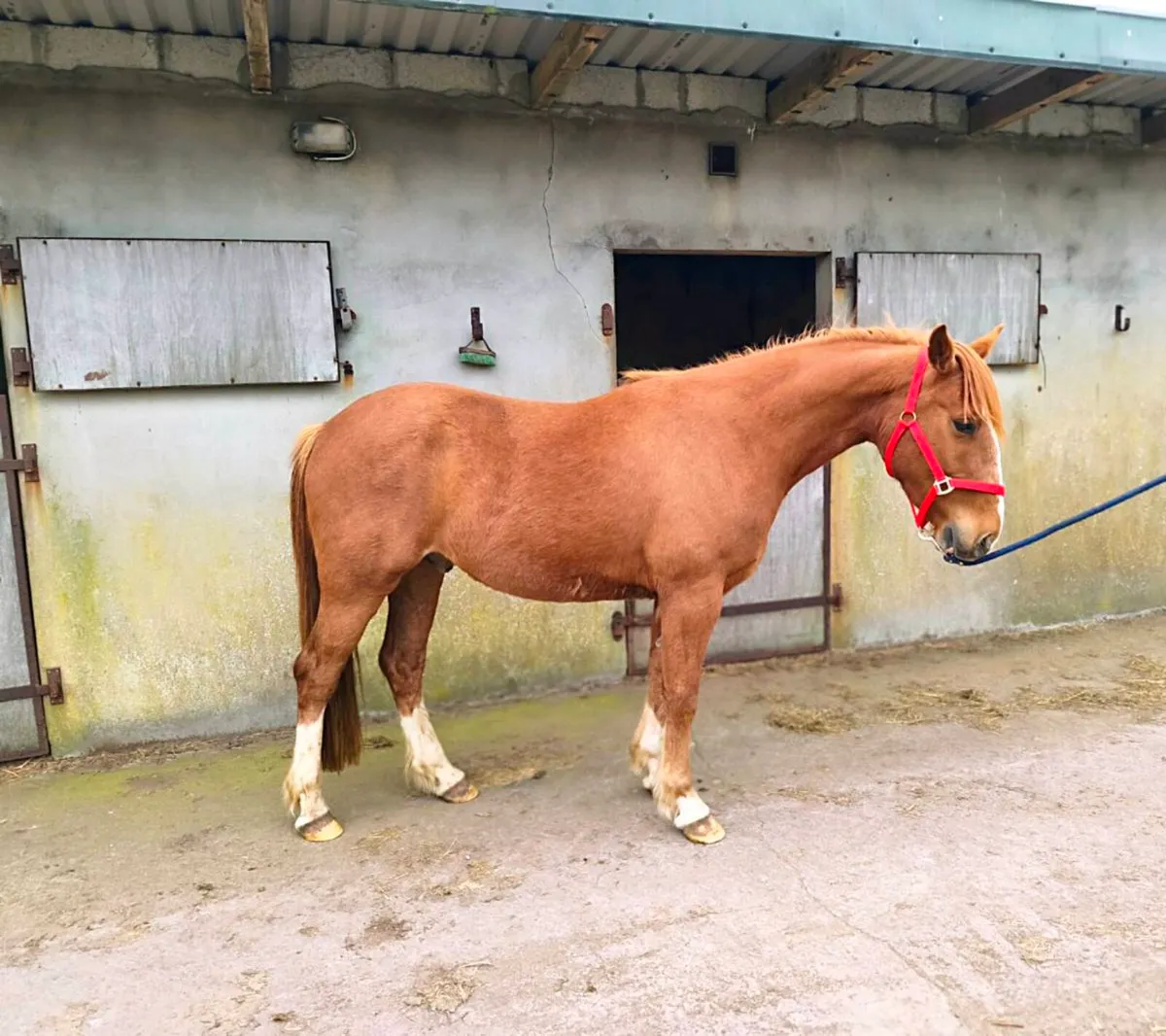 3 year old Irish Draught gelding  👀 for New 🏠 - Image 1