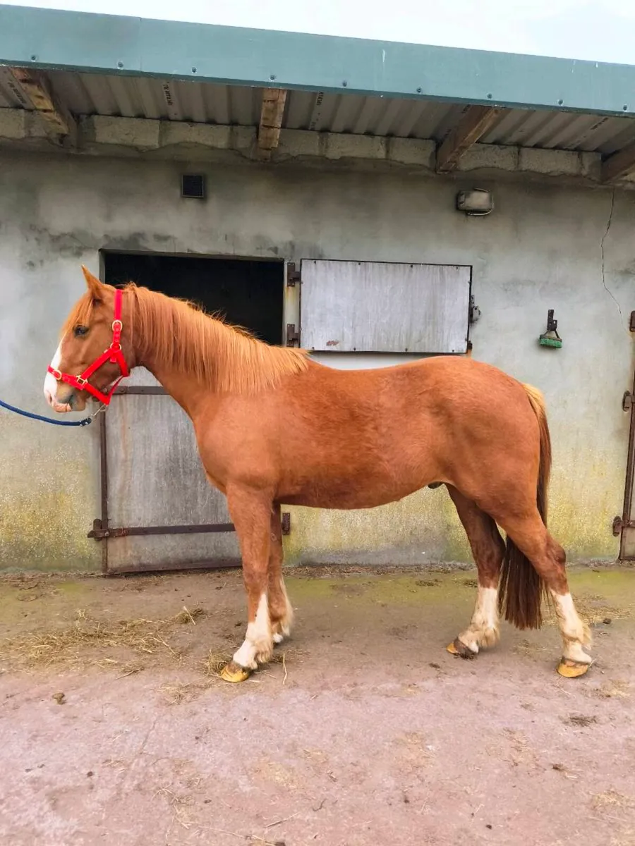3 year old Irish Draught gelding  👀 for New 🏠 - Image 2