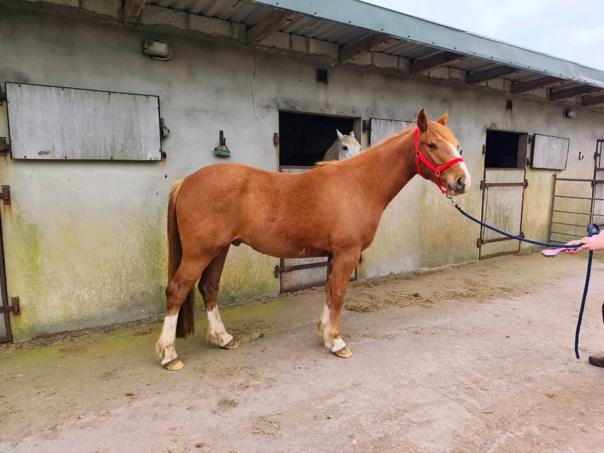 3 year old Irish Draught gelding  👀 for New 🏠 - Image 3