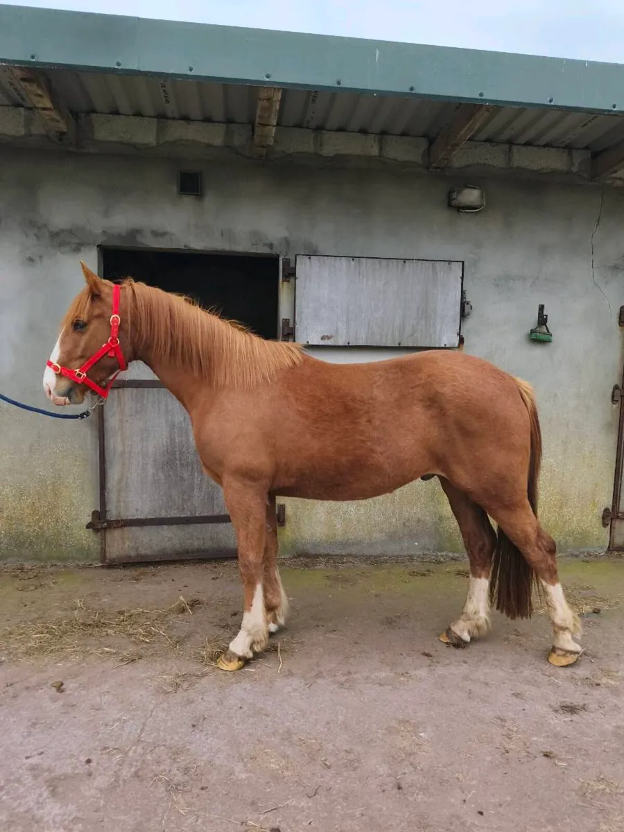 3 year old Irish Draught gelding  👀 for New 🏠 - Image 4