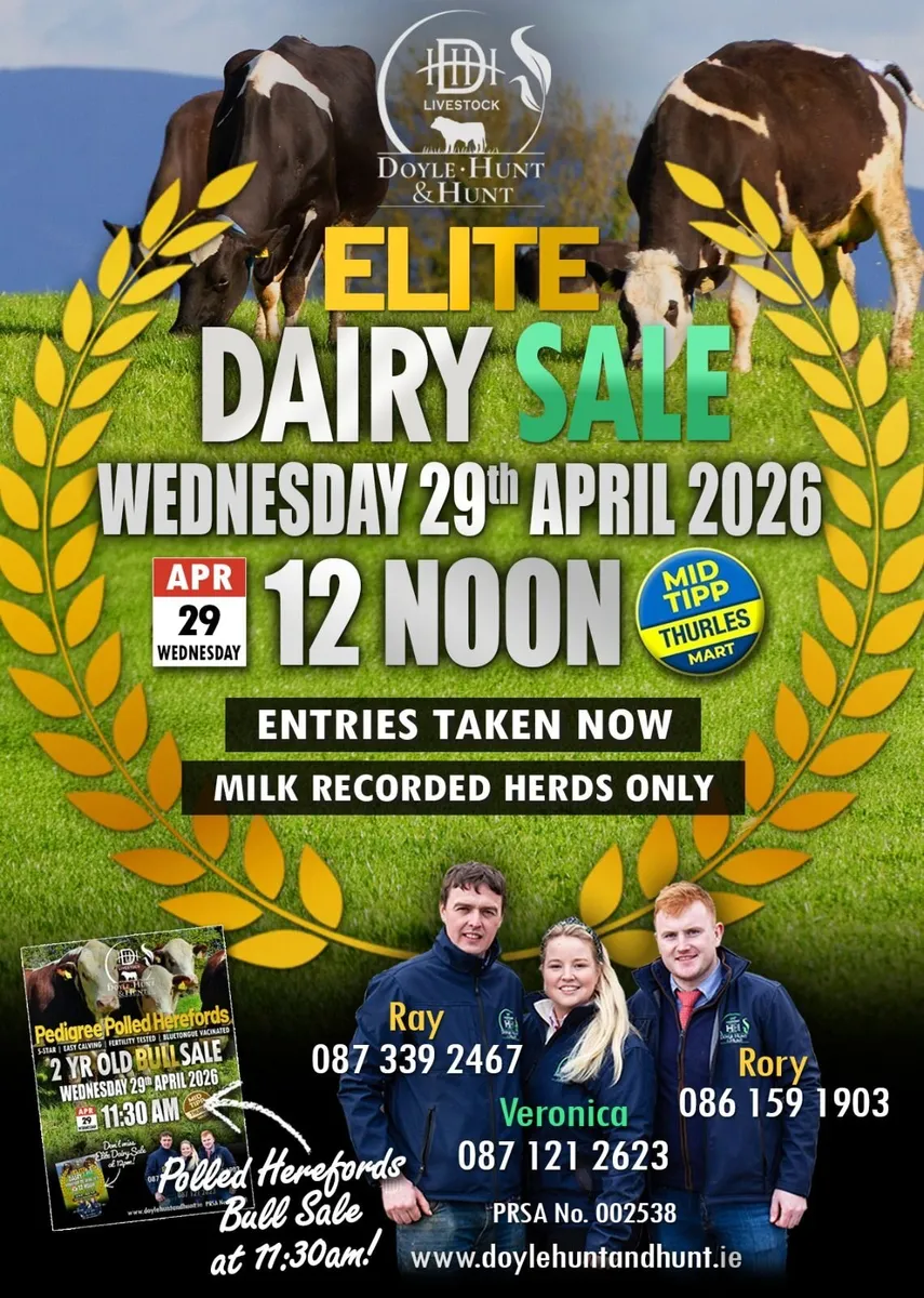 High EBI cows - Image 1