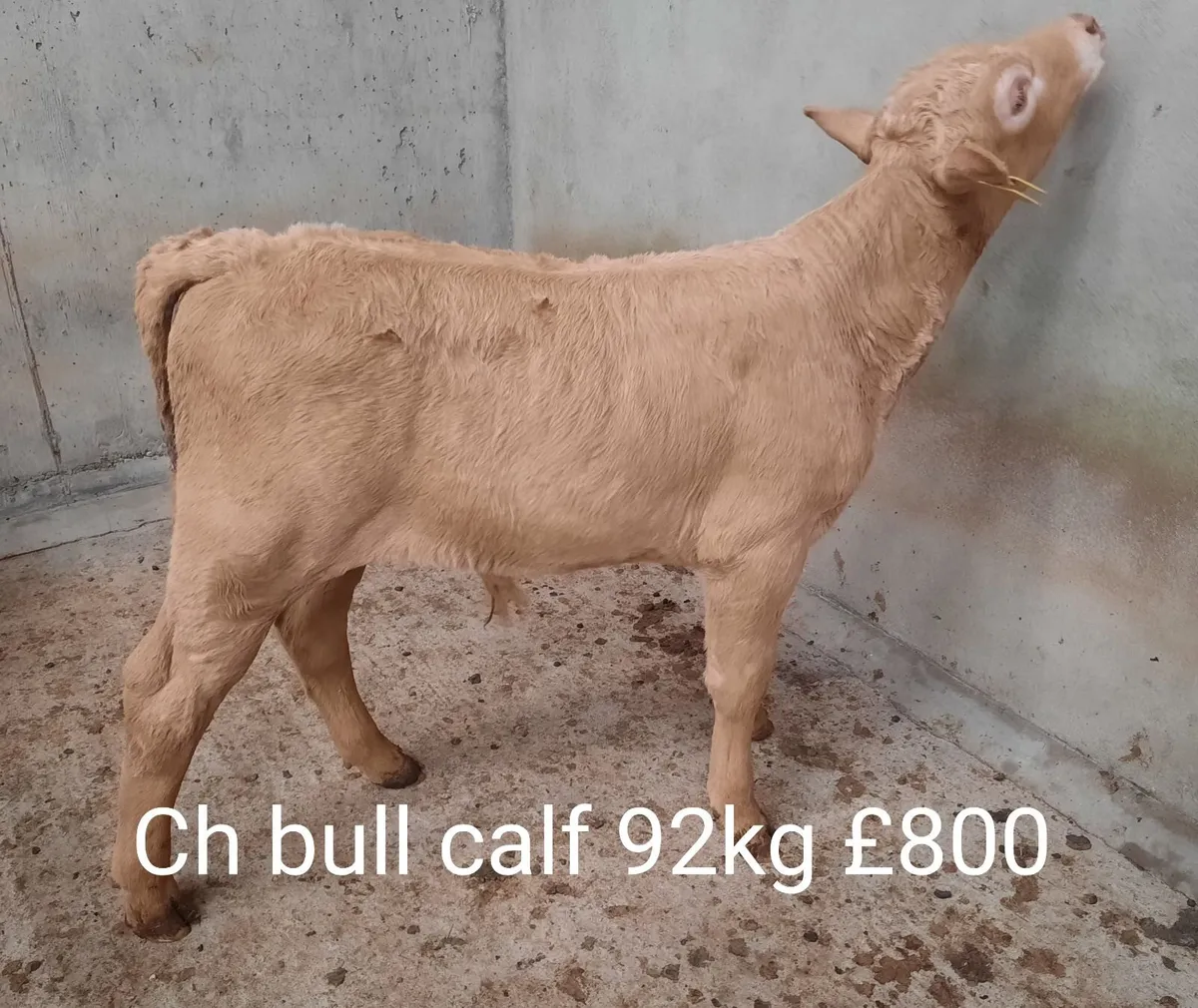 Calf Sale Market Report - Image 1