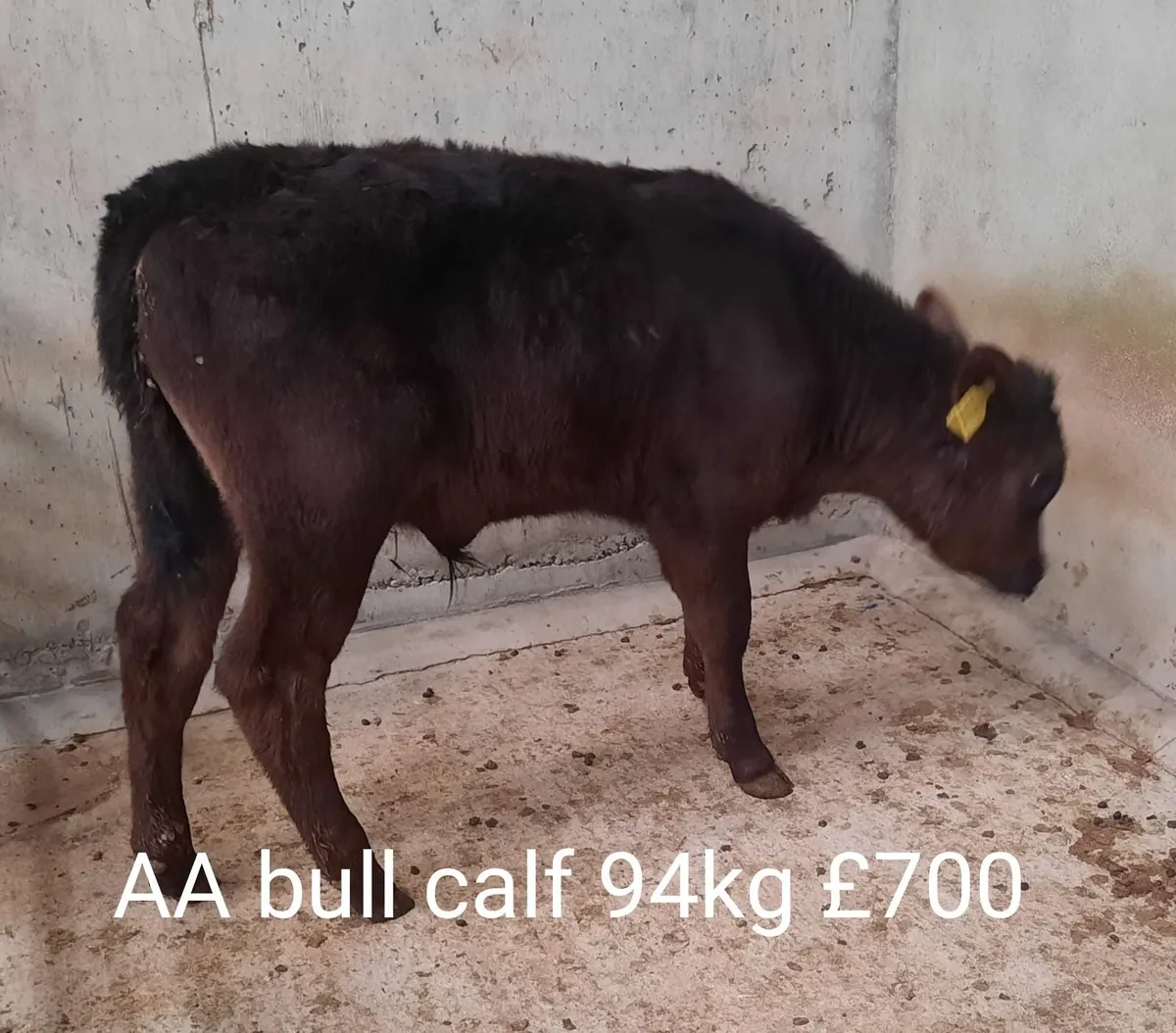 Calf Sale Market Report - Image 2