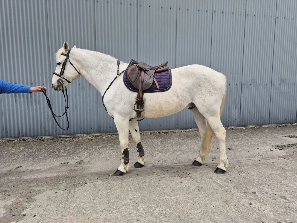 14.2 hh 13 year Old Pony - Image 1
