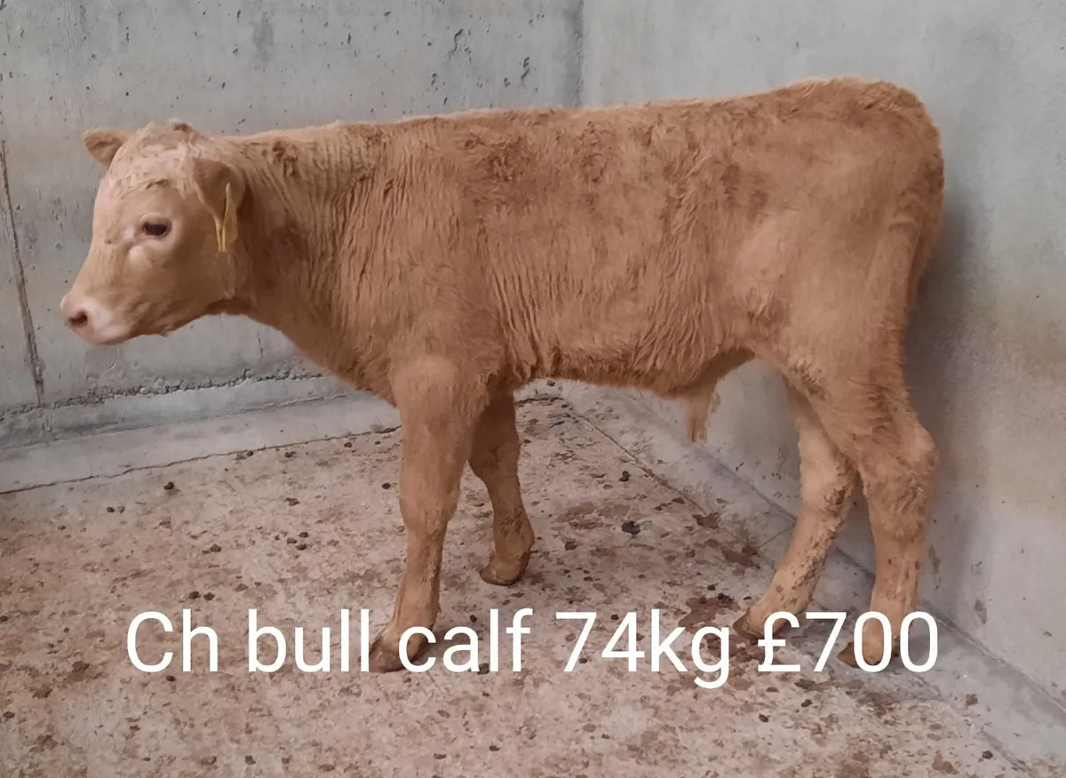 Calf Sale Market Report - Image 2