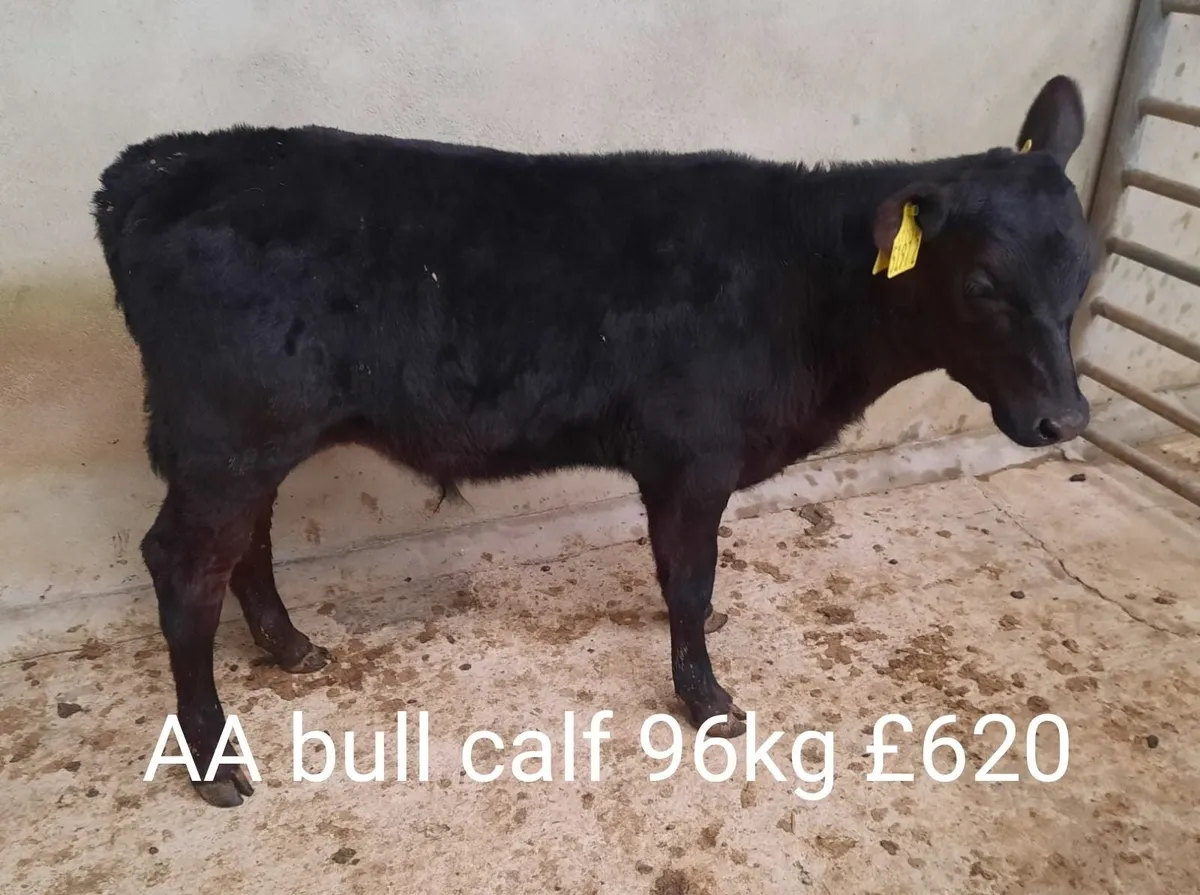 Calf Sale Market Report - Image 4
