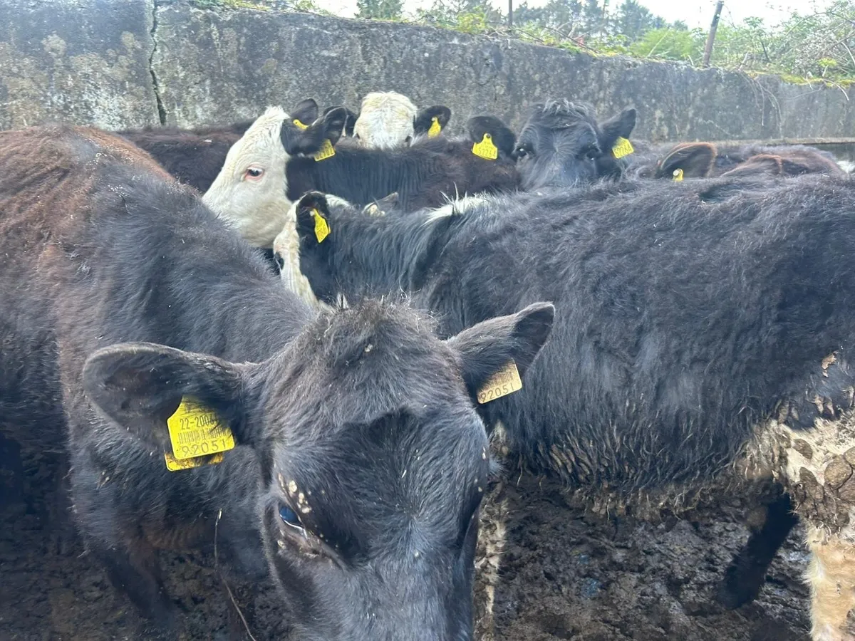 Strong Angus heifers - Image 2