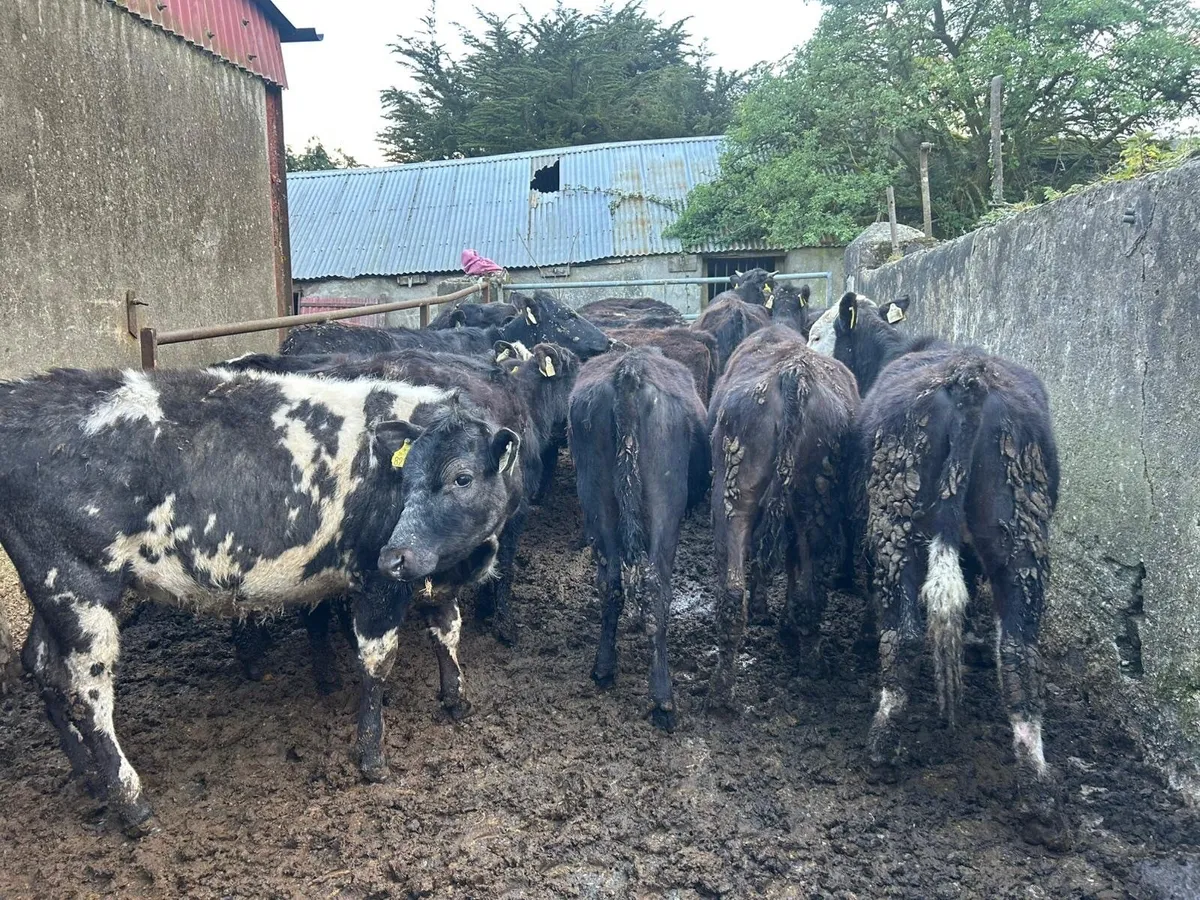 Strong Angus heifers - Image 1