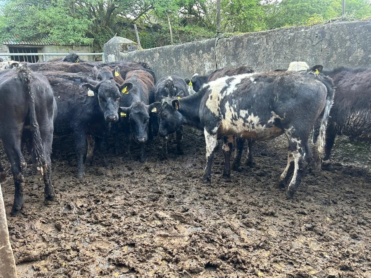Strong Angus heifers - Image 3