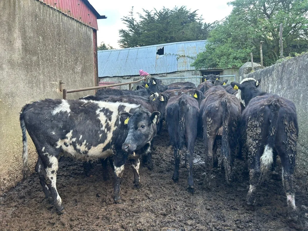 Strong Angus heifers - Image 4