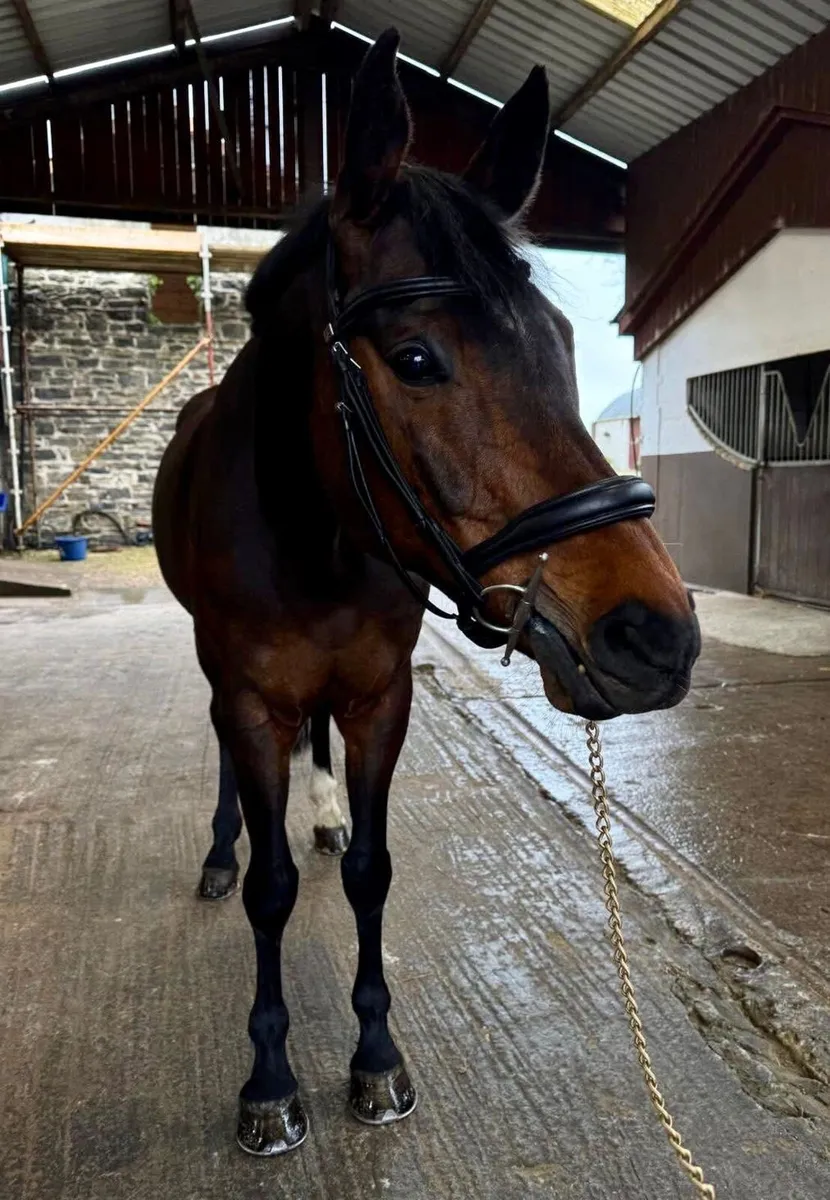 Schoolmaster Eventer Gelding - Image 1