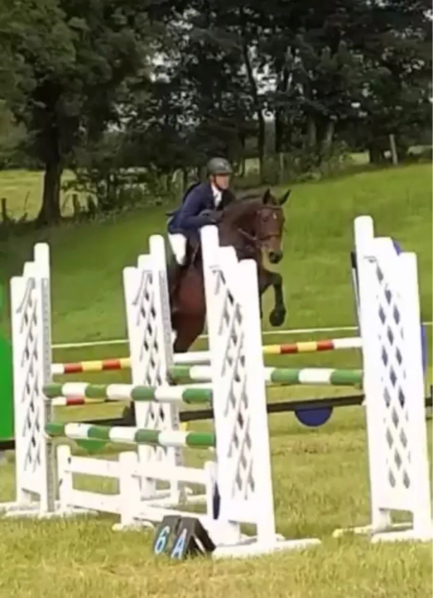 Schoolmaster Eventer Gelding - Image 3