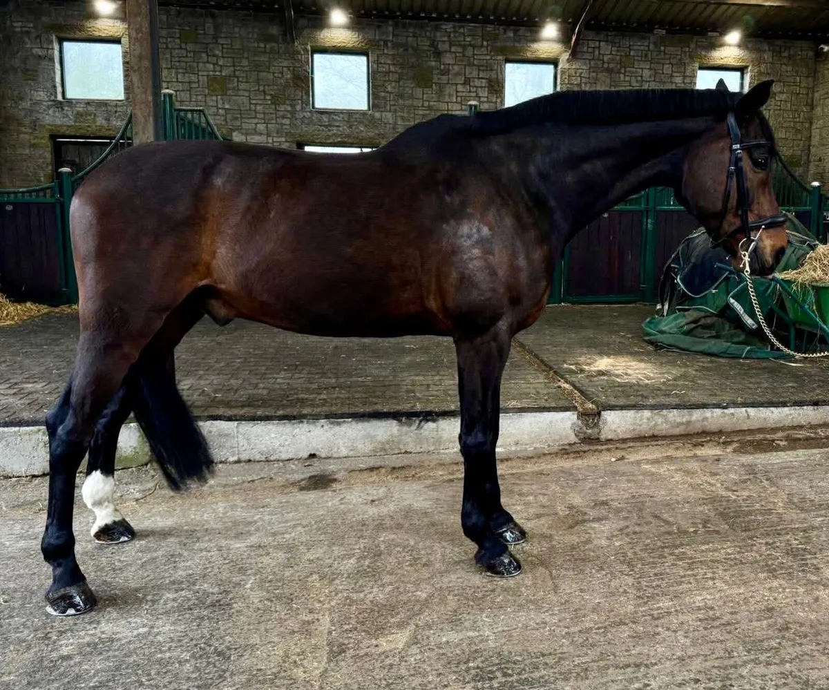 Schoolmaster Eventer Gelding - Image 4