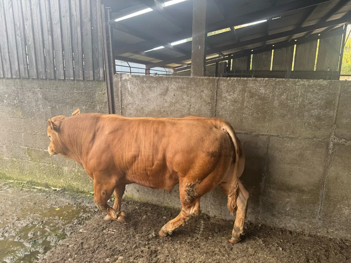 Limousin bull - Image 2