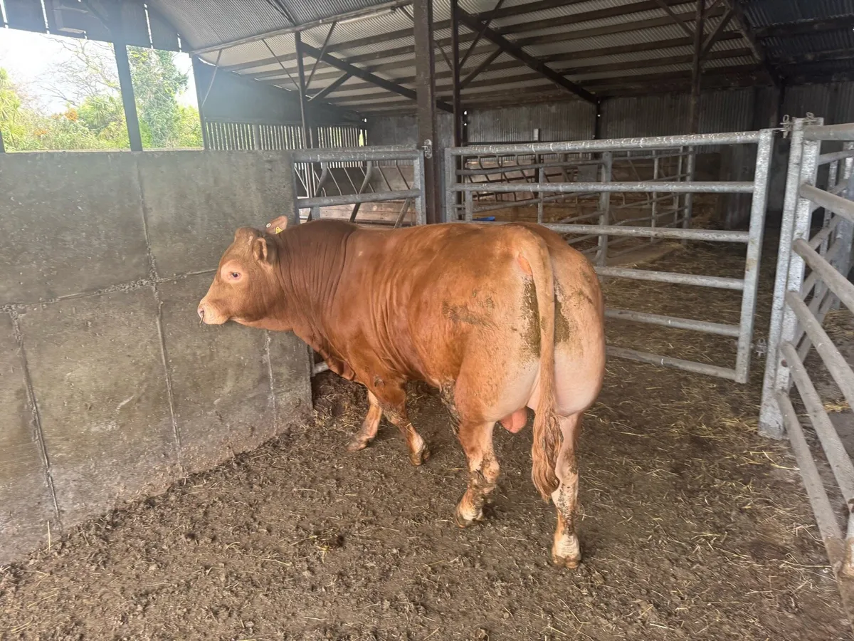 Limousin bull - Image 3