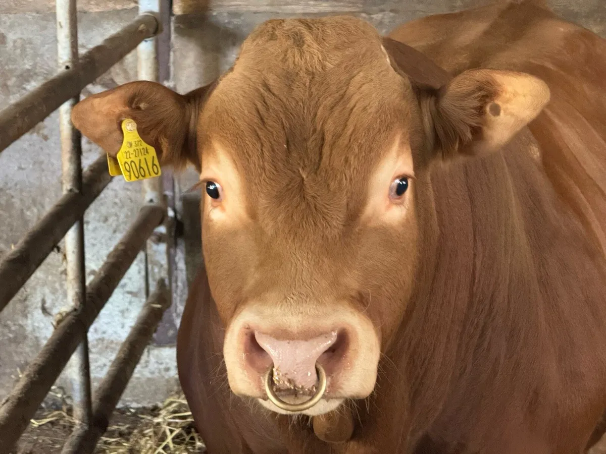 Limousin bull - Image 1