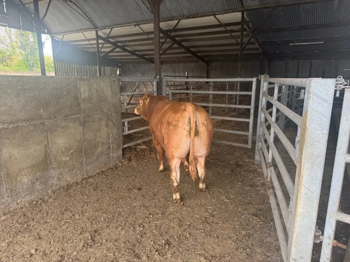 Limousin bull - Image 4