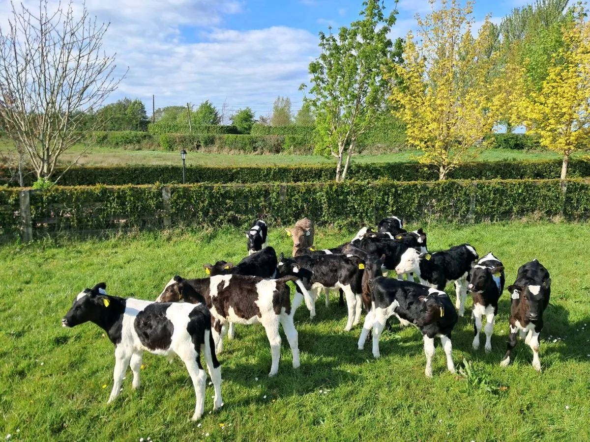 REARED Organic Calves - Image 2