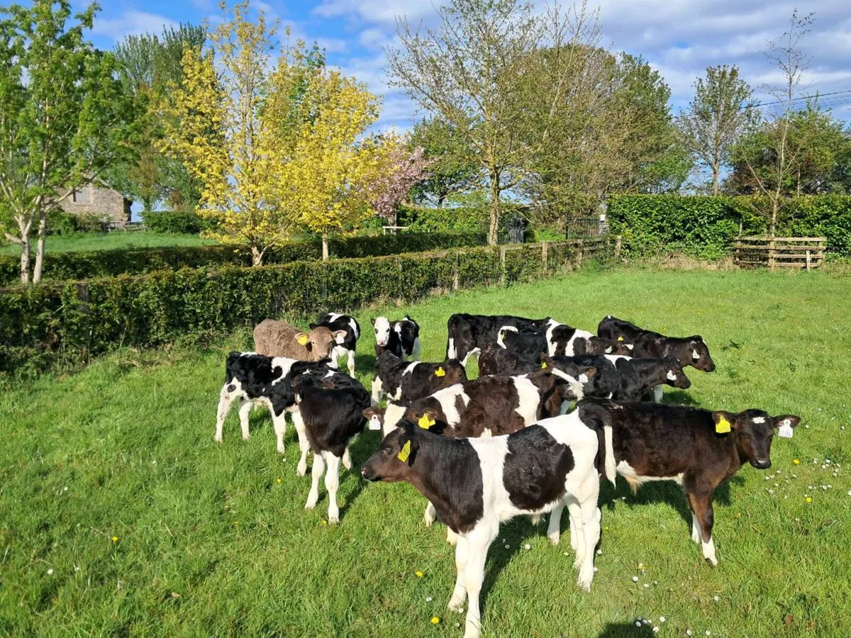 REARED Organic Calves - Image 1