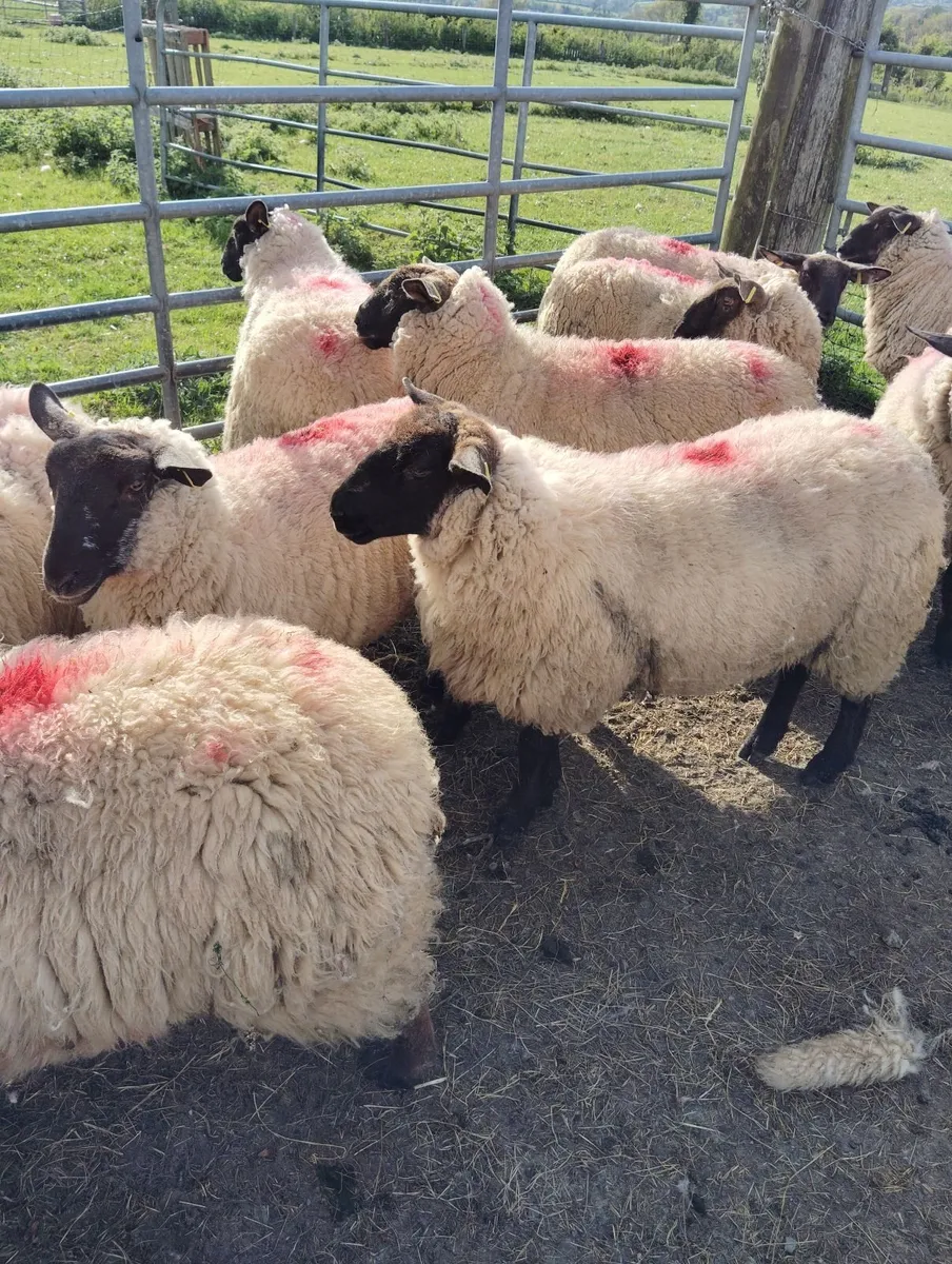 Ewe Hoggets - Image 1