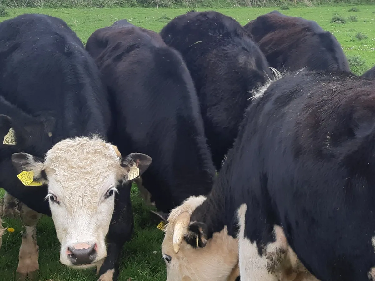 Beef cattle - Image 2