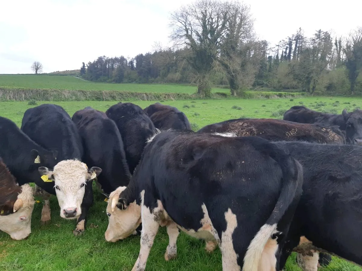 Beef cattle - Image 1