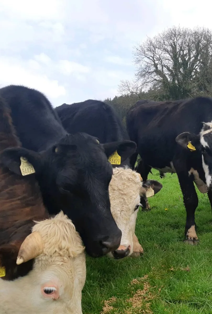 Beef cattle - Image 4