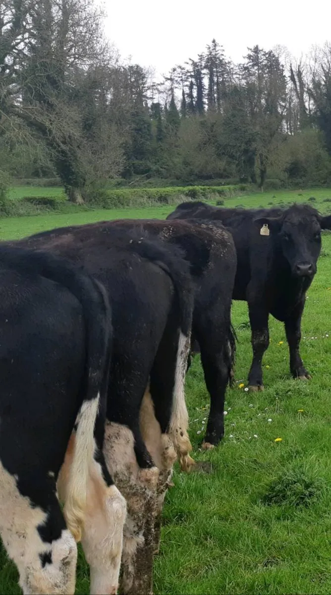 Beef cattle - Image 3