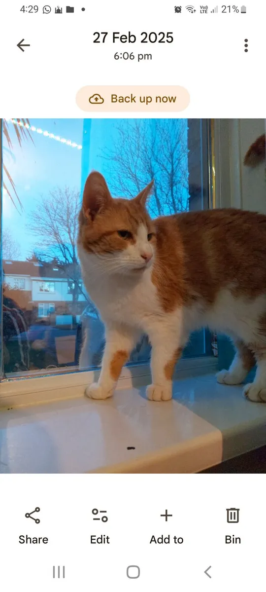 Male cat - Image 1
