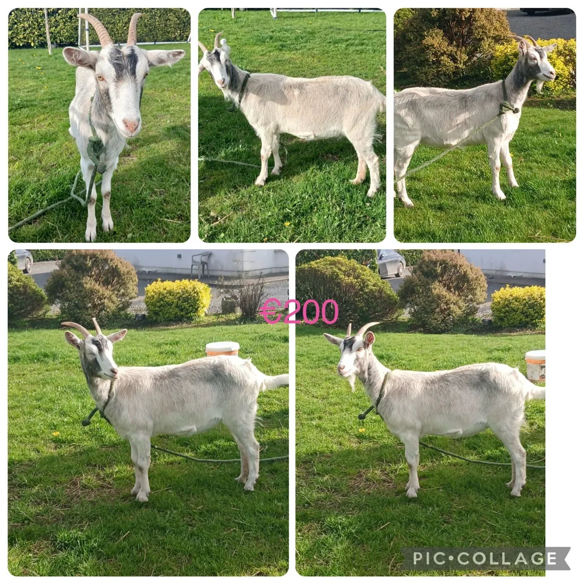 Goats - Image 2