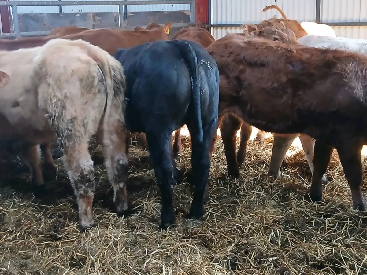 12 smashing   Heifer's for sale - Image 2