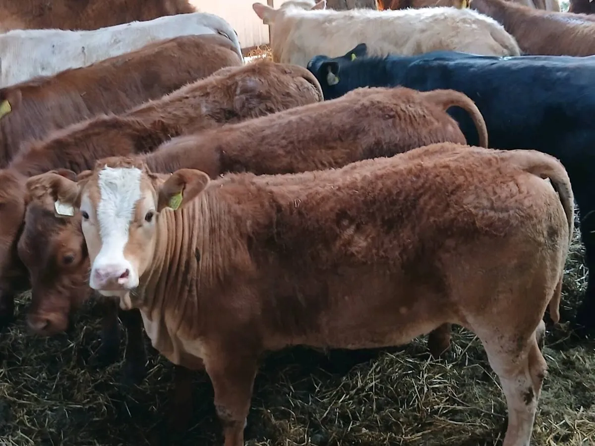 12 smashing   Heifer's for sale - Image 4