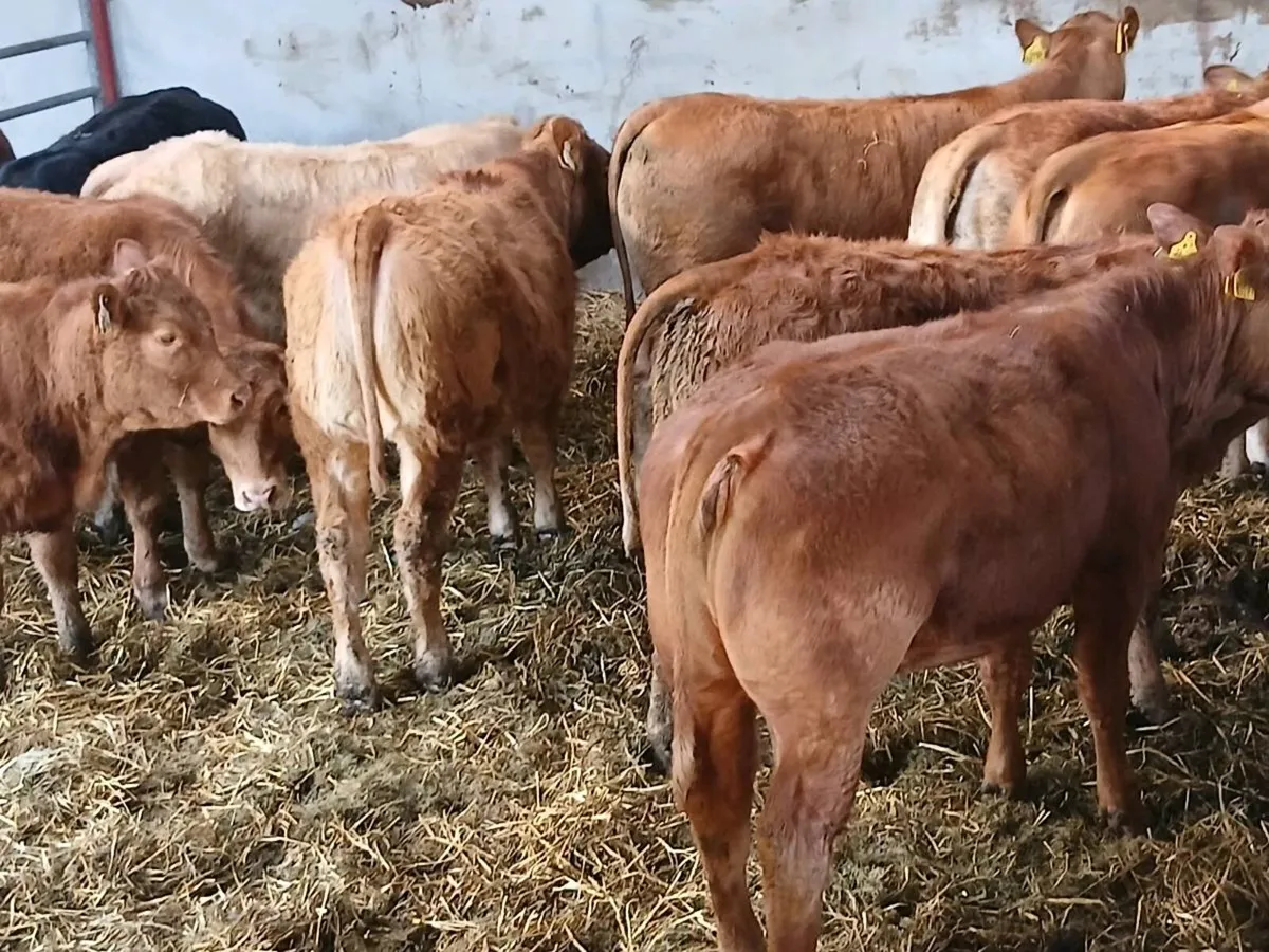 12 smashing   Heifer's for sale - Image 1