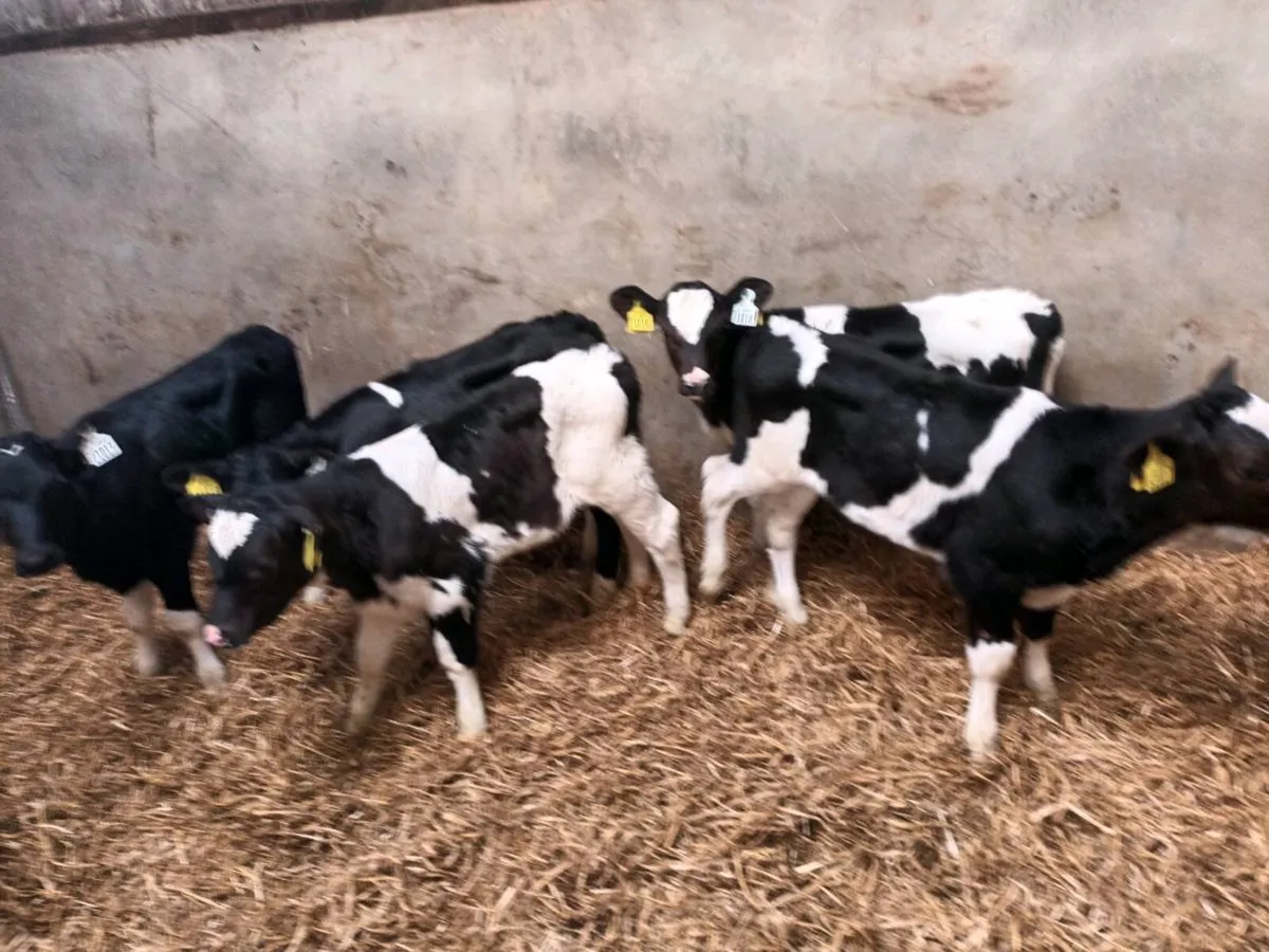 5 FRIESEN HEIFER CALVES FOR SALE - Image 2