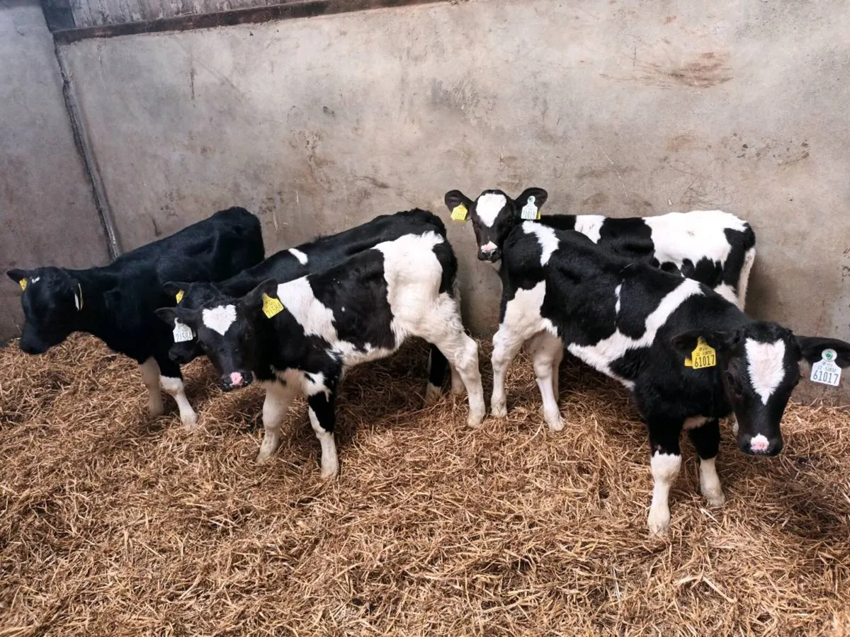 5 FRIESEN HEIFER CALVES FOR SALE - Image 1