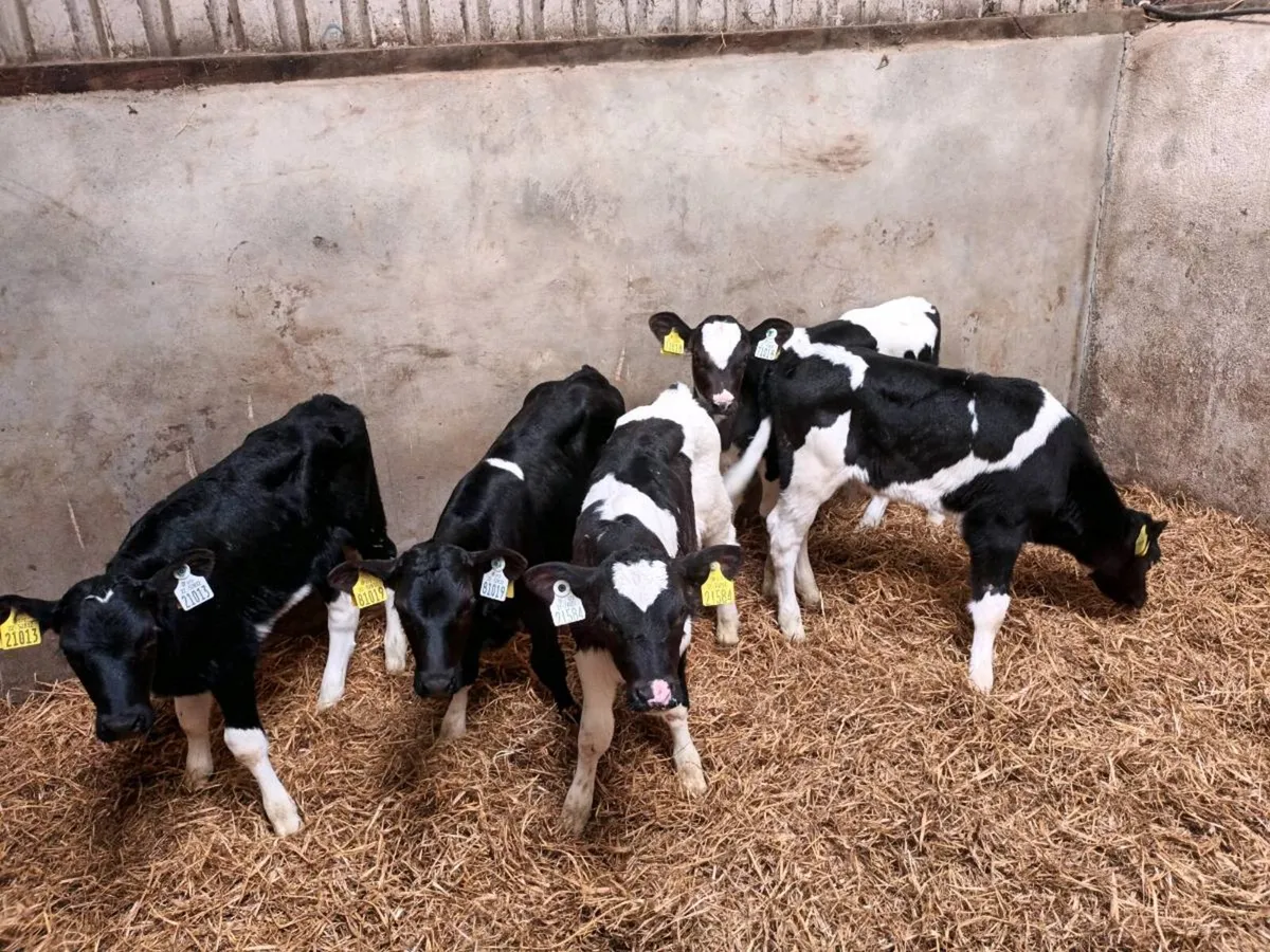 5 FRIESEN HEIFER CALVES FOR SALE - Image 3