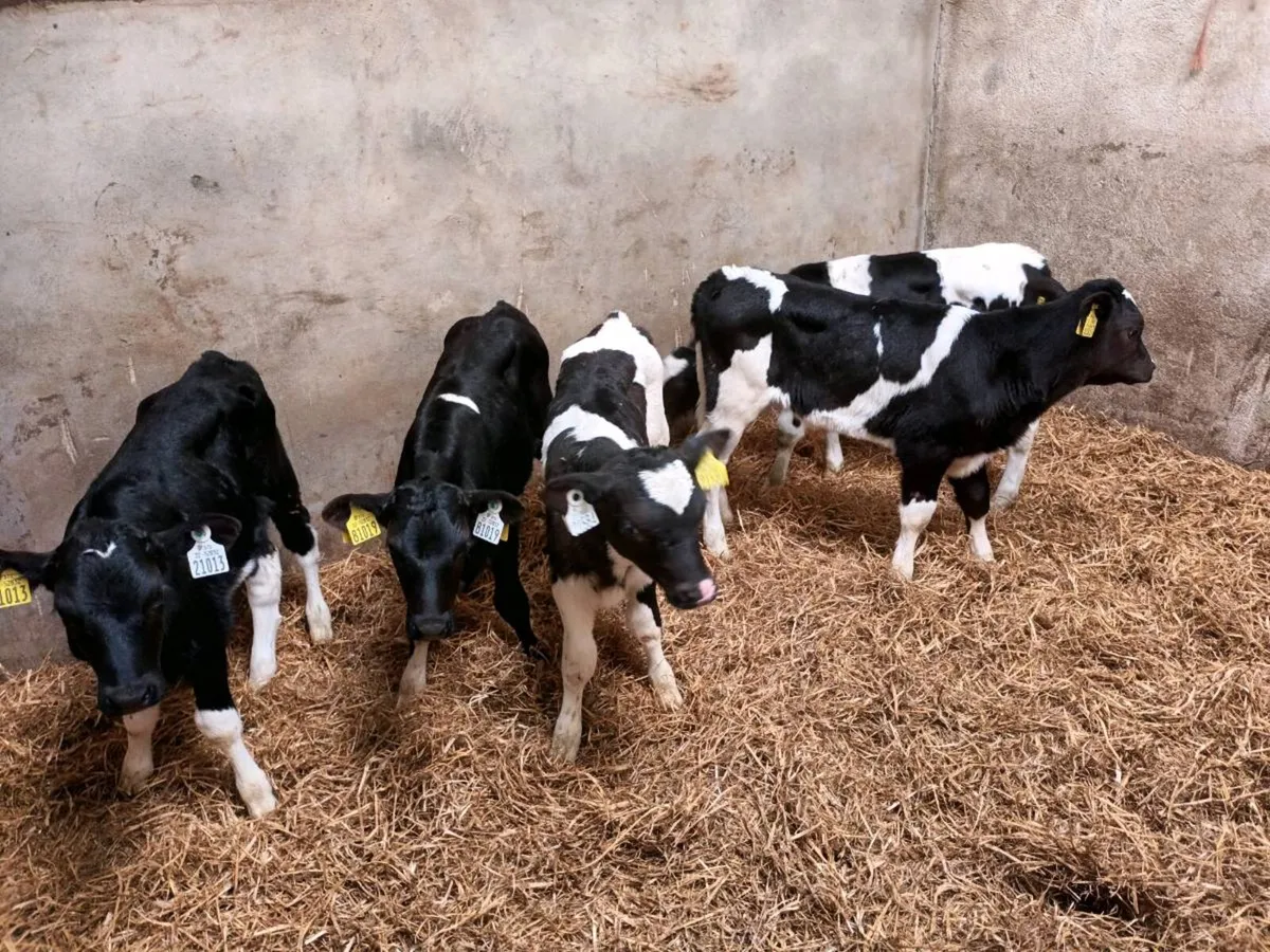5 FRIESEN HEIFER CALVES FOR SALE - Image 4