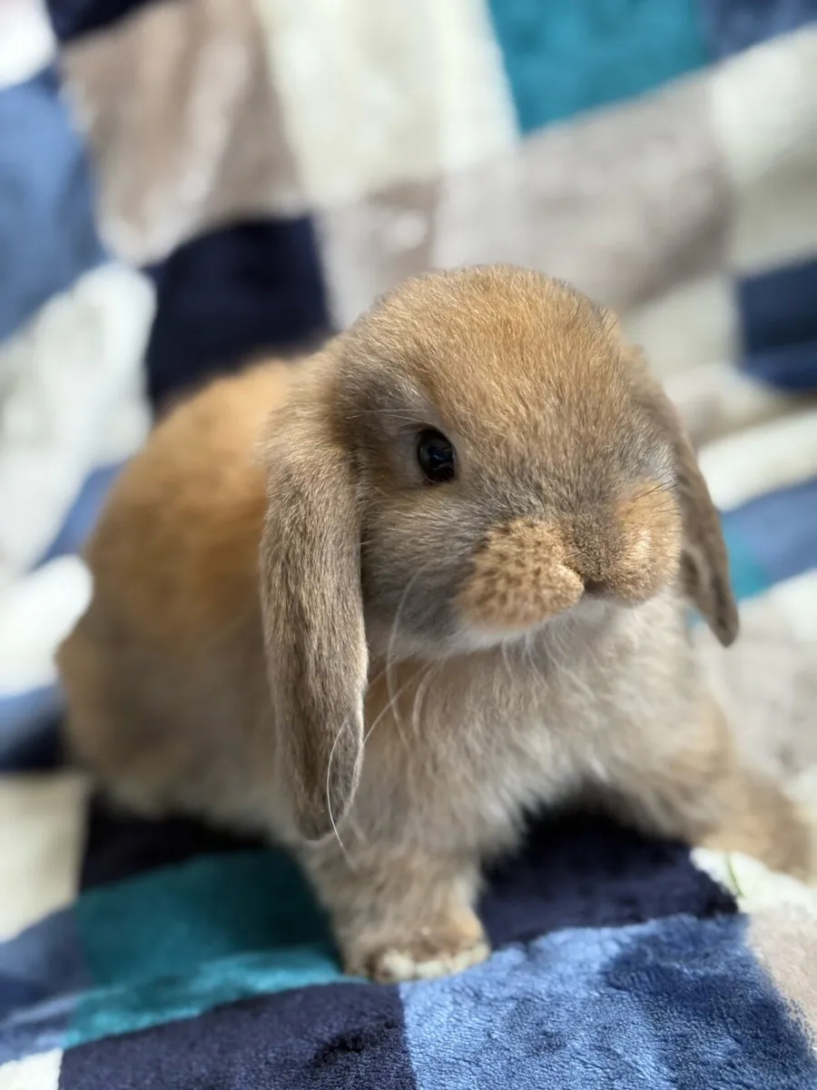 Mini lop rabbits - Image 1