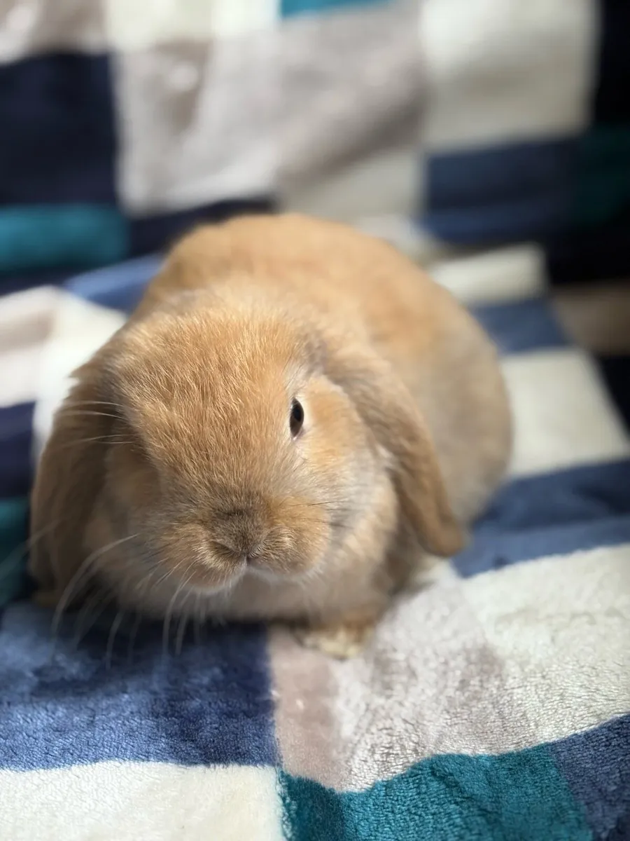 Mini lop rabbits - Image 2
