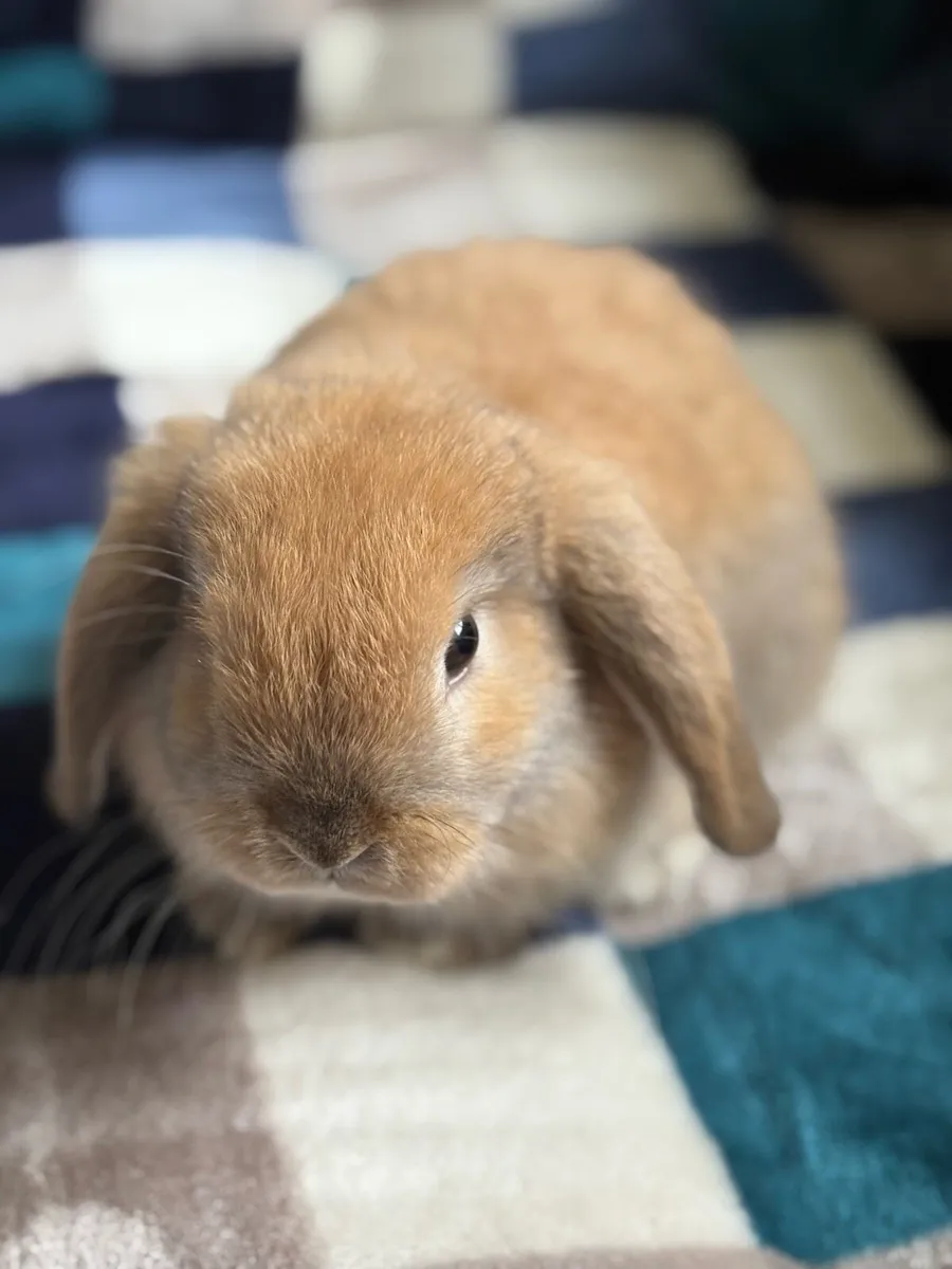 Mini lop rabbits - Image 4