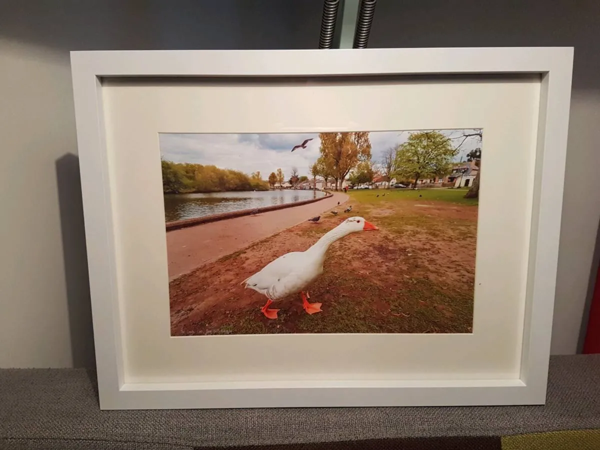 The Lough, Cork - Image 4